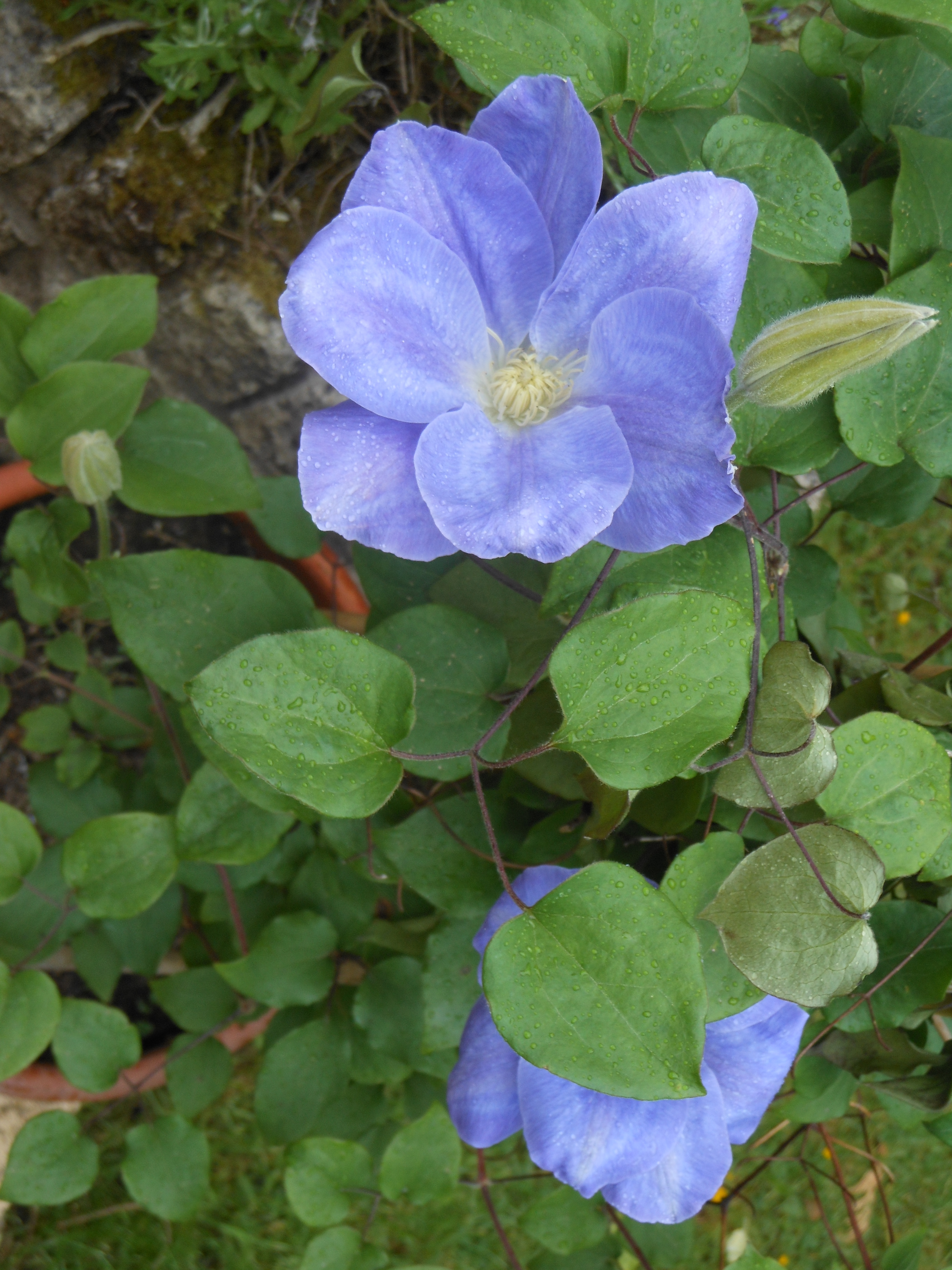 Well Dressings Bakewell